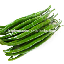 MP01 Xila verde oscuro híbrido largo semillas de pimiento chino empresa